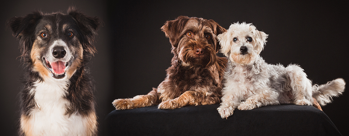 Fotoknopf - Animation