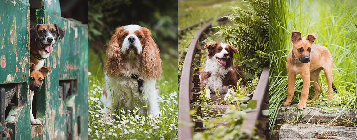 Fotoknopf - Animation